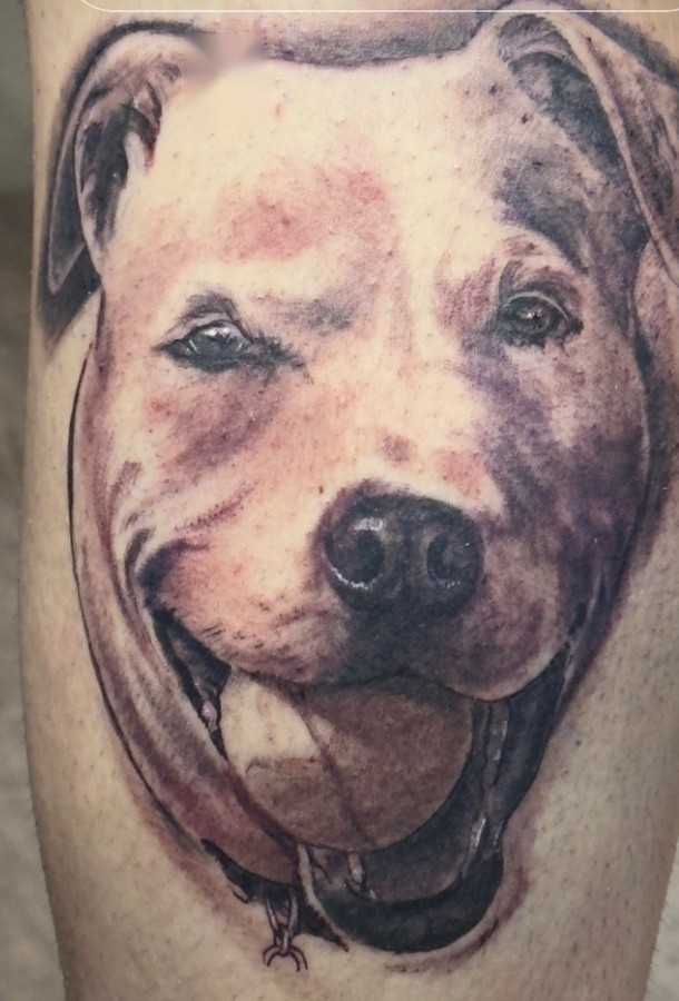 Realistic color portrait tattoo of a pit bull